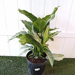 Dieffenbachia 'Tiki' Dieffenbachia 'Tiki'