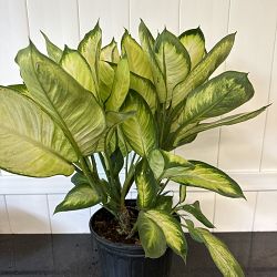 Dieffenbachia 'Tropic Marianne' Dieffenbachia 'Tropic Marianne'