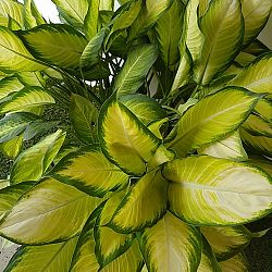 Dieffenbachia 'Tropic Marianne' Dieffenbachia 'Tropic Marianne'