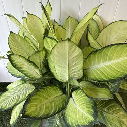 Dieffenbachia 'Tropic Marianne' Dieffenbachia 'Tropic Marianne'