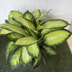 Dieffenbachia 'Tropic Marianne' Dieffenbachia 'Tropic Marianne'