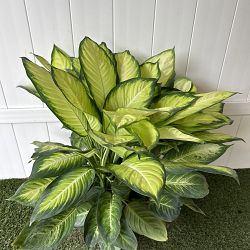 Dieffenbachia 'Tropic Marianne' Dieffenbachia 'Tropic Marianne'