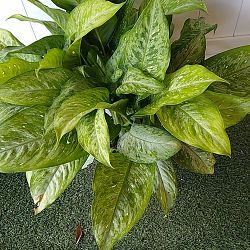 Dieffenbachia 'Memoria-Corsii' Dieffenbachia 'Memoria-Corsii'