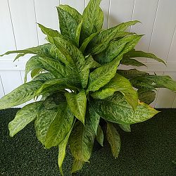Dieffenbachia 'Memoria-Corsii' Dieffenbachia 'Memoria-Corsii'