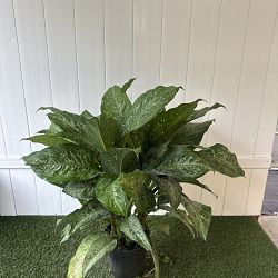 Dieffenbachia 'Memoria-Corsii' Dieffenbachia 'Memoria-Corsii'