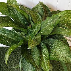 Dieffenbachia 'Memoria-Corsii' Dieffenbachia 'Memoria-Corsii'