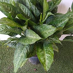 Dieffenbachia 'Memoria-Corsii' Dieffenbachia 'Memoria-Corsii'