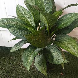 Dieffenbachia 'Memoria-Corsii' Dieffenbachia 'Memoria-Corsii'