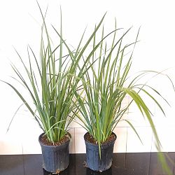 Dietes iridioides, White African Iris, Fortnight lily Dietes iridioides, White African Iris, Fortnight lily