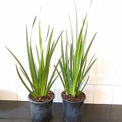 Dietes iridioides, White African Iris, Fortnight lily Dietes iridioides, White African Iris, Fortnight lily