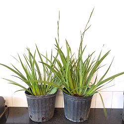 Dietes iridioides, White African Iris, Fortnight lily Dietes iridioides, White African Iris, Fortnight lily