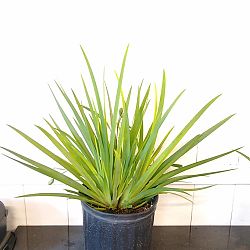 Dietes iridioides, White African Iris, Fortnight lily Dietes iridioides, White African Iris, Fortnight lily