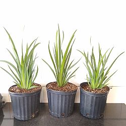 Dietes iridioides, White African Iris, Fortnight lily Dietes iridioides, White African Iris, Fortnight lily