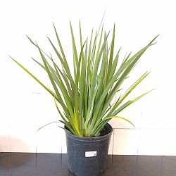 Dietes iridioides, White African Iris, Fortnight lily Dietes iridioides, White African Iris, Fortnight lily