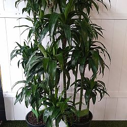 Dracaena Fragrans 'Lisa' Dracaena Fragrans 'Lisa'