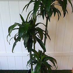 Dracaena Fragrans 'Lisa' Dracaena Fragrans 'Lisa'
