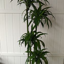 Dracaena Fragrans 'Lisa' Dracaena Fragrans 'Lisa'