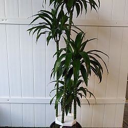 Dracaena Fragrans 'Lisa' Dracaena Fragrans 'Lisa'