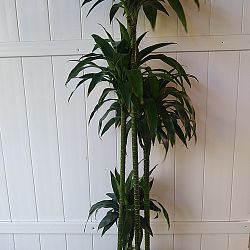 Dracaena Fragrans 'Lisa' Dracaena Fragrans 'Lisa'