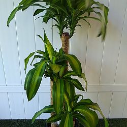 Massangeana Corn Plant Massangeana Corn Plant