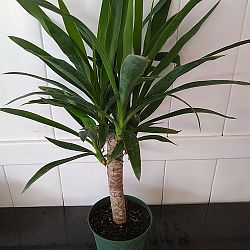 Massangeana Corn Plant Massangeana Corn Plant