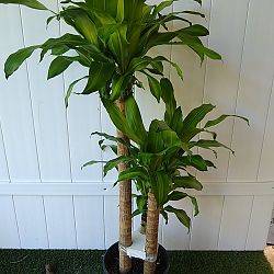 Massangeana Corn Plant Massangeana Corn Plant