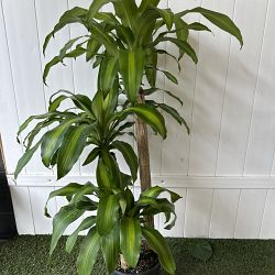 Massangeana Corn Plant Massangeana Corn Plant