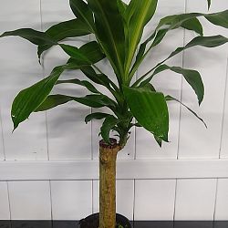Massangeana Corn Plant Massangeana Corn Plant