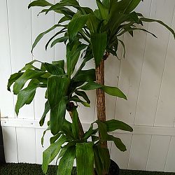Massangeana Corn Plant Massangeana Corn Plant