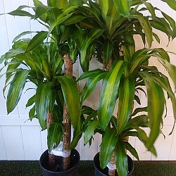 Massangeana Corn Plant Massangeana Corn Plant