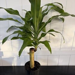 Massangeana Corn Plant Massangeana Corn Plant