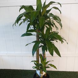 Massangeana Corn Plant Massangeana Corn Plant