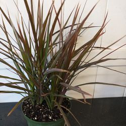 Dracaena marginata Dracaena marginata