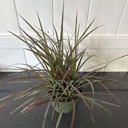 Dracaena marginata Dracaena marginata