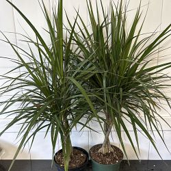 Dracaena marginata Dracaena marginata