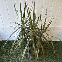 Dracaena marginata Dracaena marginata