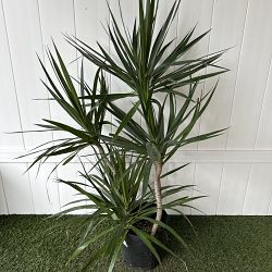 Dracaena marginata Dracaena marginata