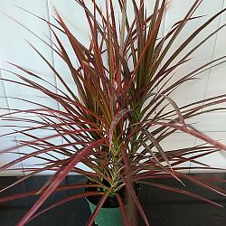 Dracaena marginata 'Colorama' Dracaena marginata 'Colorama'