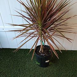 Dracaena marginata 'Colorama' Dracaena marginata 'Colorama'