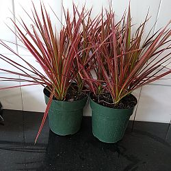 Dracaena marginata 'Colorama' Dracaena marginata 'Colorama'