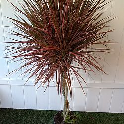 Dracaena marginata 'Colorama' Dracaena marginata 'Colorama'