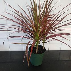 Dracaena marginata 'Colorama' Dracaena marginata 'Colorama'