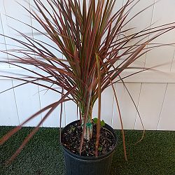 Dracaena marginata 'Colorama' Dracaena marginata 'Colorama'