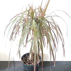 Dracaena marginata 'Magenta' Dracaena marginata 'Magenta'