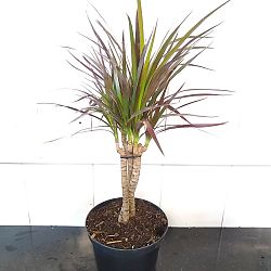 Dracaena marginata 'Magenta' Dracaena marginata 'Magenta'