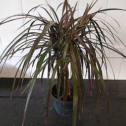 Dracaena marginata 'Magenta' Dracaena marginata 'Magenta'
