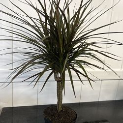 Dracaena marginata 'Magenta' Dracaena marginata 'Magenta'