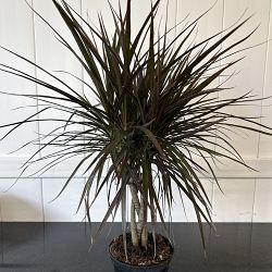 Dracaena marginata 'Magenta' Dracaena marginata 'Magenta'
