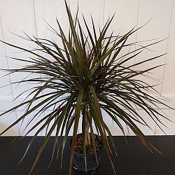Dracaena marginata 'Magenta' Dracaena marginata 'Magenta'