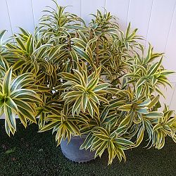 Song of India Tree Song of India Tree